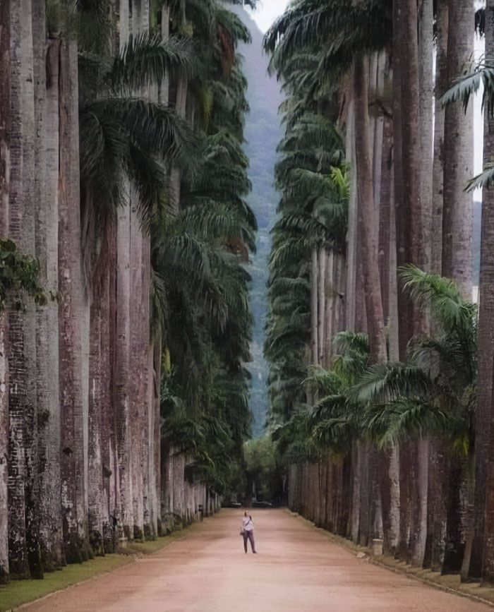 Parc botanique de Rio de Janeiro, Brésil. Fondé en 1808, il est considéré comme l’un des plus importants du monde.