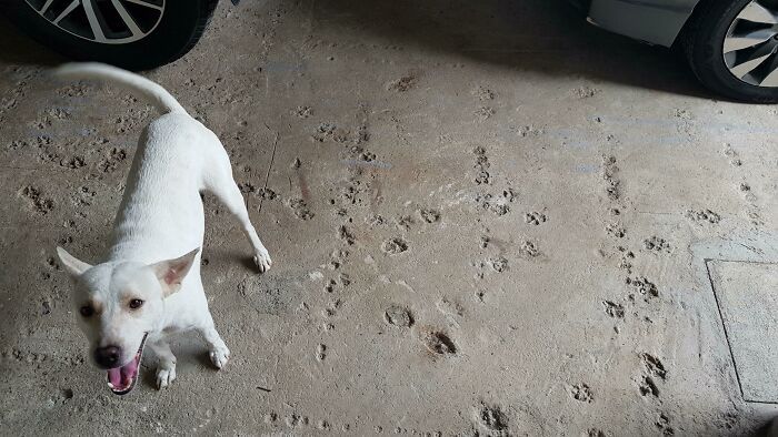 Le garage de ma mère est en cours de rénovation. Je pense qu’il est assez évident qu’ils ont 3 chiens.