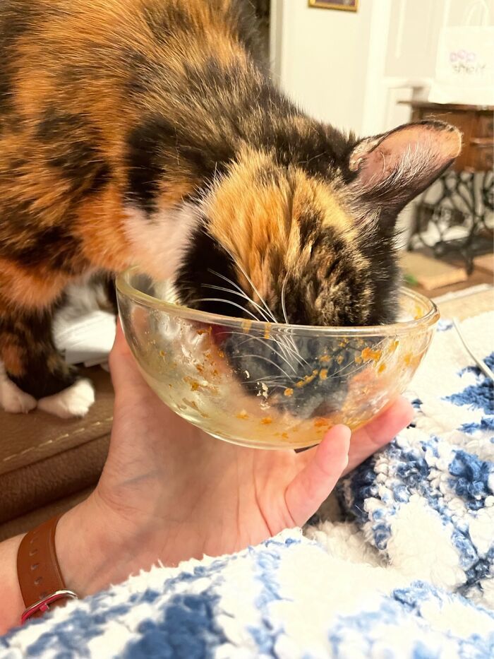 Même les chatons âgés de 19 ans adorent lécher le bol de spaghetti !