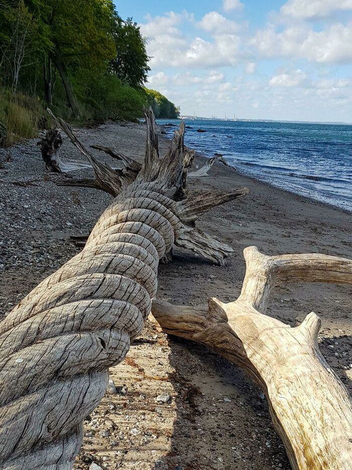 ce bois flotté tordu que j’ai trouvé sur la plage