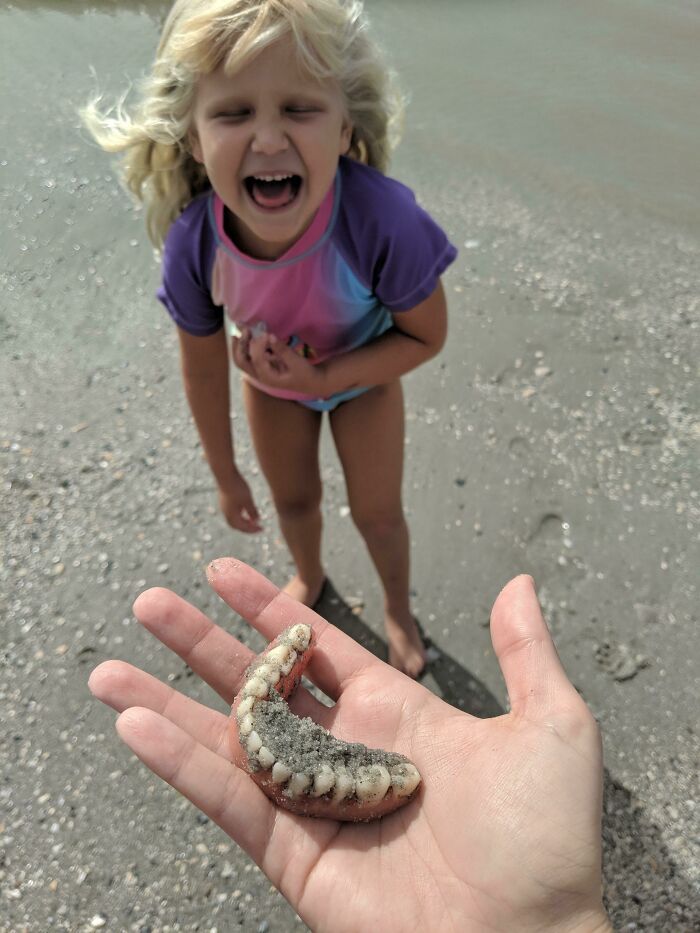 Nous sommes allés à la plage pour trouver des dents de requin, alors quand ma fille a crié “J’ai trouvé des dents !”, c’était la dernière chose à laquelle je m’attendais.