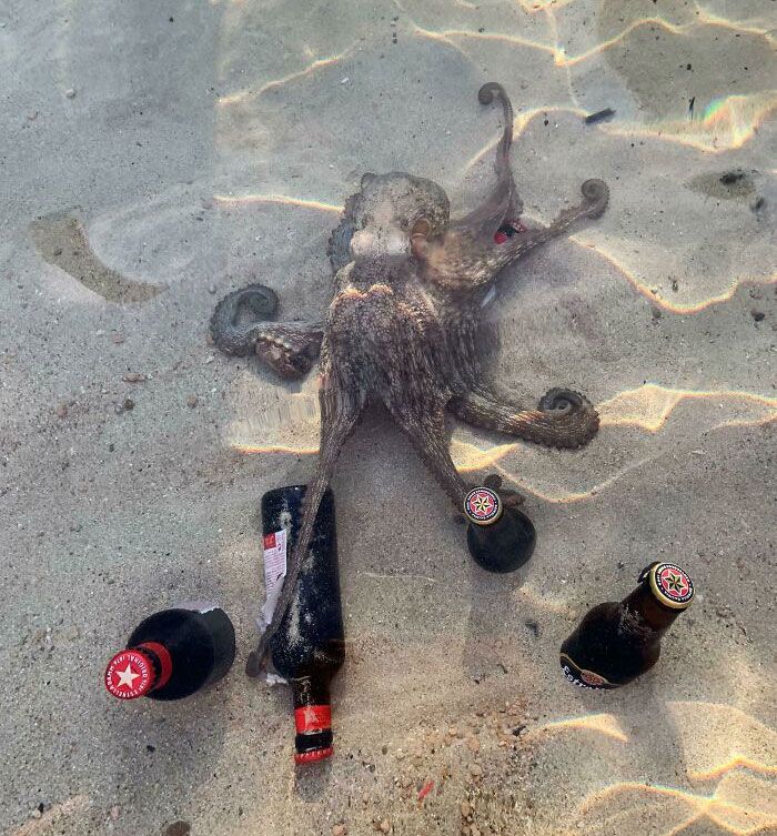 Je viens d’essayer de refroidir ma bière dans la mer, quand une pieuvre me l’a volée.