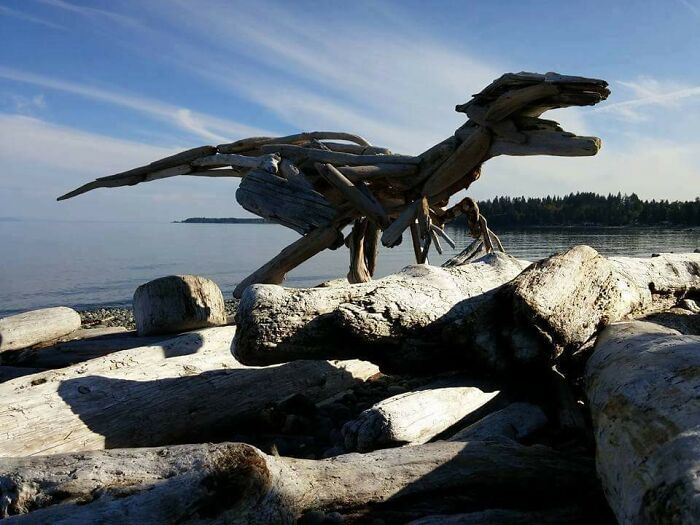 Quelqu’un a fabriqué un raptor en bois flotté sur une plage locale.