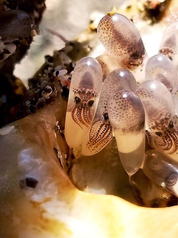 mon neveu a trouvé une coquille de mer avec des œufs de calmar à l’intérieur