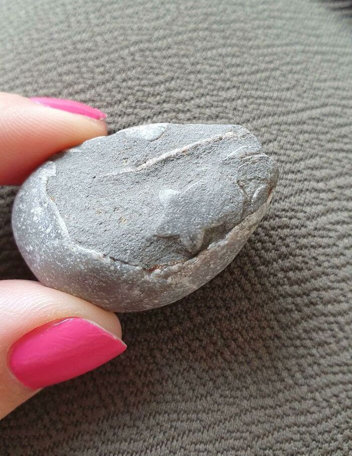 Un rocher que j’ai trouvé sur la plage contient un minuscule fossile d’étoile de mer.