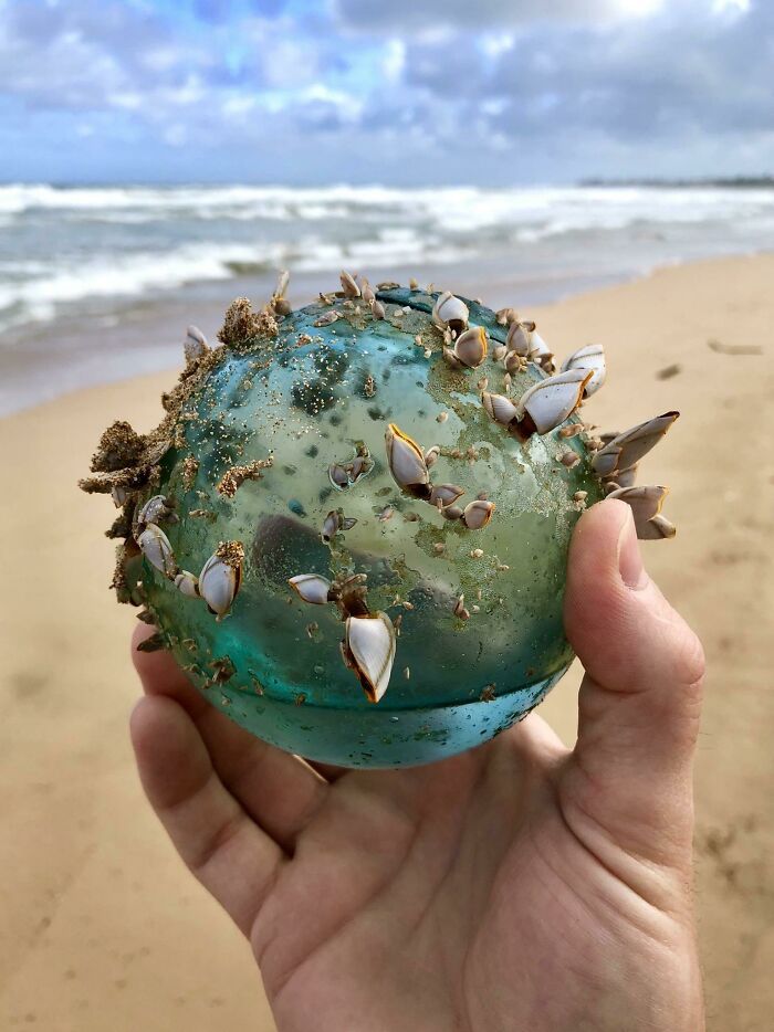 En nous promenant sur la plage d’Hawaii, ma femme et moi avons trouvé cette boule de verre qui était devenue la maison d’un petit écosystème marin.