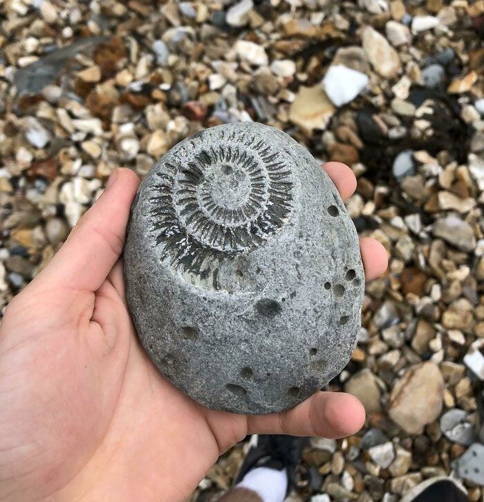 J’ai trouvé ce fossile sur une plage du dorset aujourd’hui.