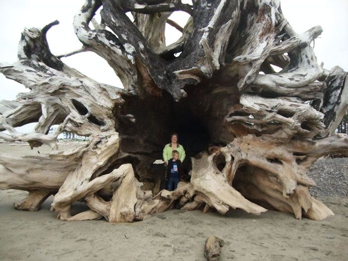 un arbre qui s’est échoué sur une plage à la push, washington