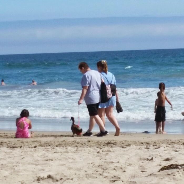 est allé à la plage et a vu des gens promener leur canard