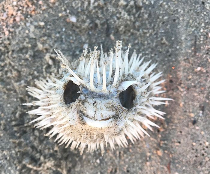 J’ai trouvé un squelette de poisson lune sur la plage au Mexique. Je pense que c’est cool.