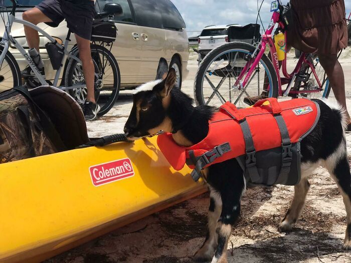 Quelqu’un a apporté sa chèvre à la plage aujourd’hui