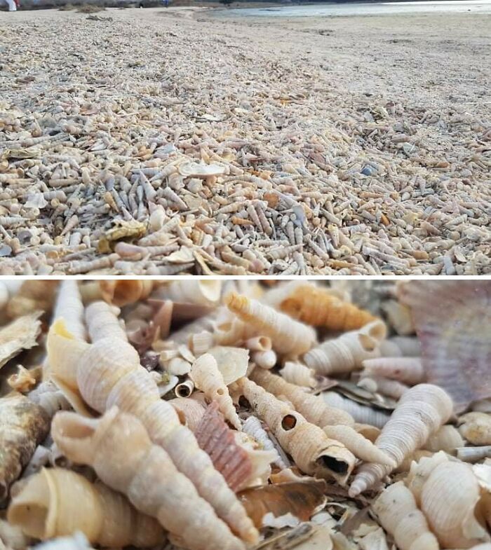 plage de coquillages en slovénie