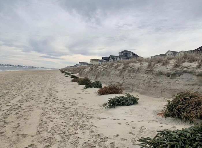 Les habitants de la côte de la Caroline du Nord jettent leurs sapins de Noël à l’endroit où la plage rencontre les dunes. Ils sont recouverts de sable et aident à prévenir l’érosion.