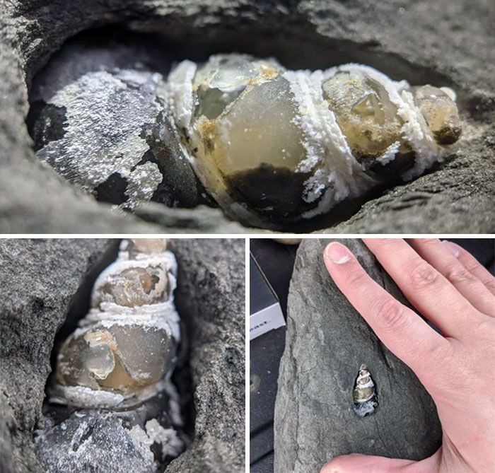 la chose la plus cool que j’ai trouvée sur les plages de l’oregon : un coquillage fossile agatisé