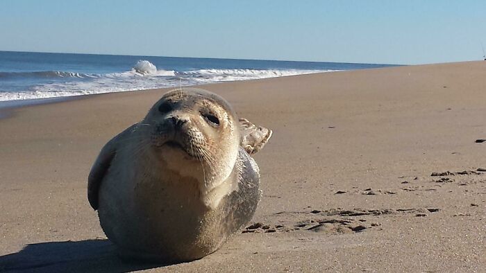 Aujourd’hui, j’ai rencontré un phoque sur la plage de Caroline du Nord.