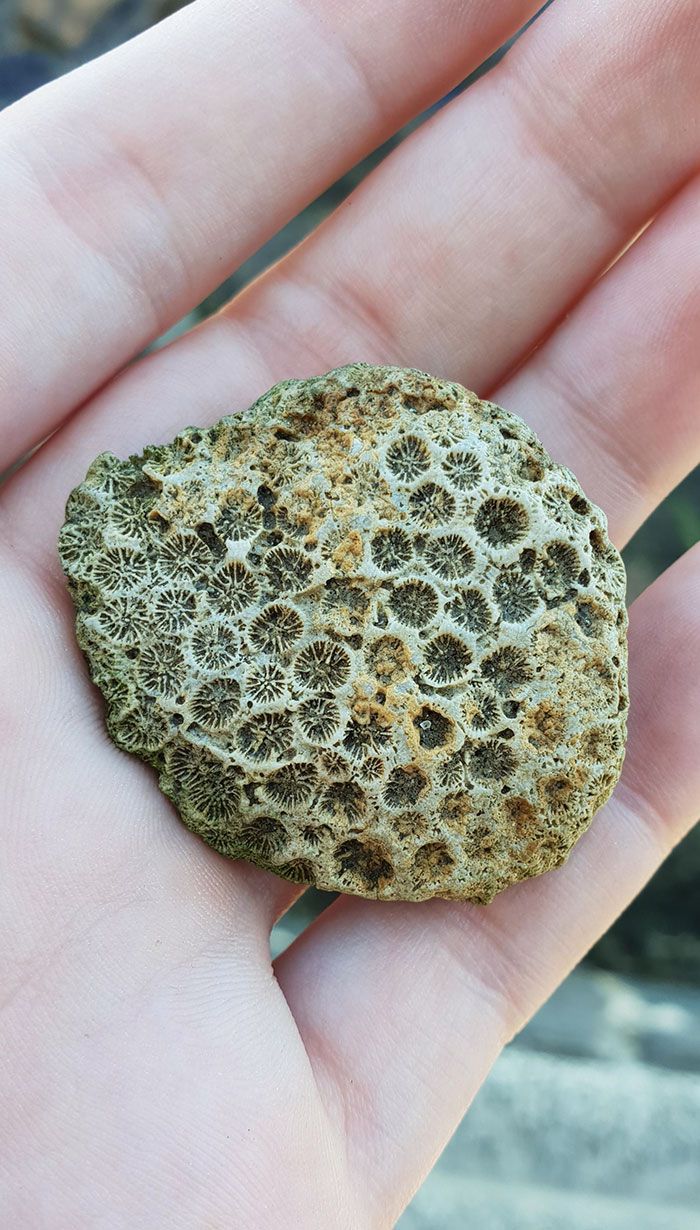 J’ai trouvé un fossile à la plage aujourd’hui