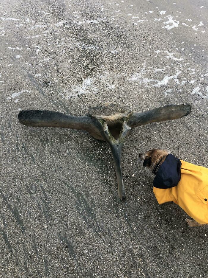 mon chien a trouvé un énorme os à la plage aujourd’hui