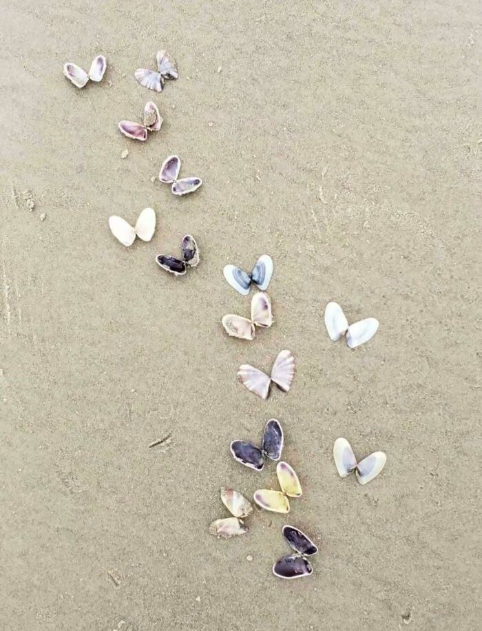 Les coquillages arrangés sur la plage ressemblent à un groupe de papillons.