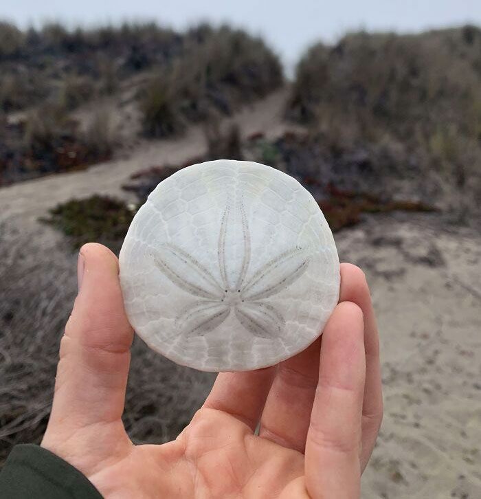 En 27 ans de vie, c’est aujourd’hui la première fois que je vois un dollar de sable à la plage. bodega bay