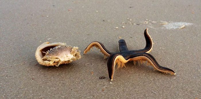 une étoile de mer vivante sur la plage