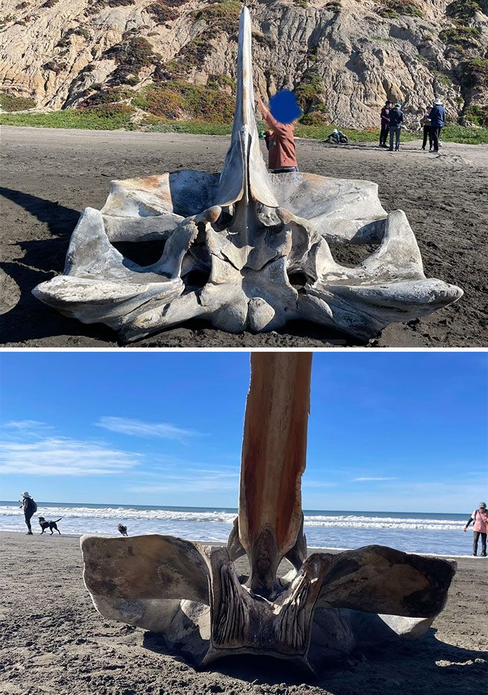 quel genre d’os est-ce ? trouvé sur une plage, région de san francisco, ca usa