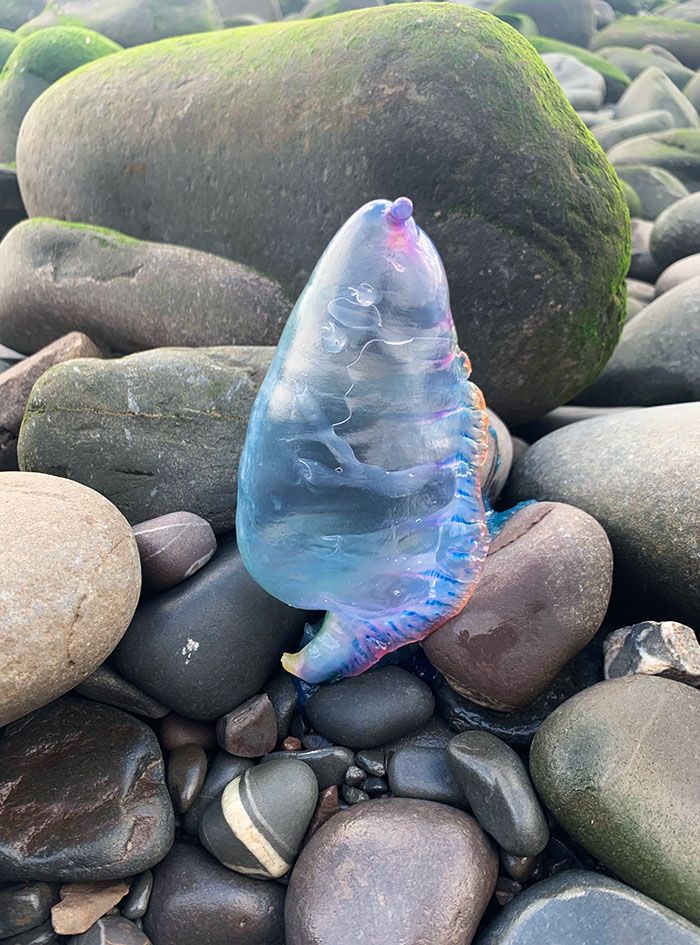 J’ai trouvé un homme de guerre portugais échoué sur la plage de Clovelly, au Royaume-Uni.