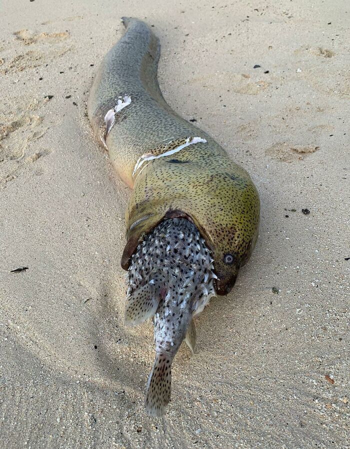 C’est quoi cette anguille de couleur verte qui s’est étouffée avec son repas ? C’est a-moray.