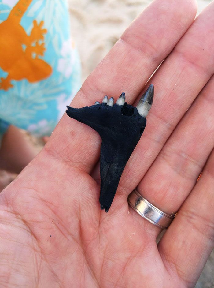 J’ai trouvé ça dans le sable de la plage de Lewes, dans le Delaware. On dirait que ça fait partie d’une mandibule, mais je n’en suis pas sûr.