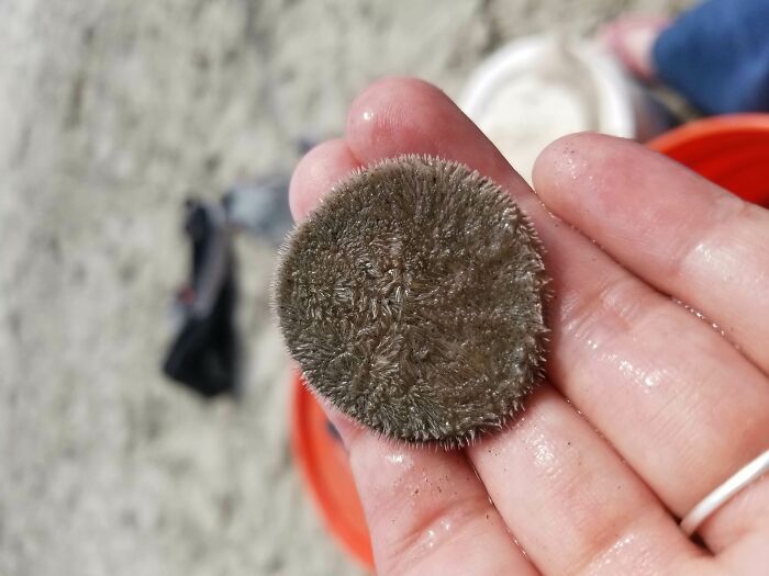 a trouvé un dollar de sable vivant à la plage