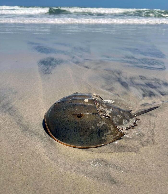 J’ai trouvé ce fossile en mouvement sur la plage aujourd’hui