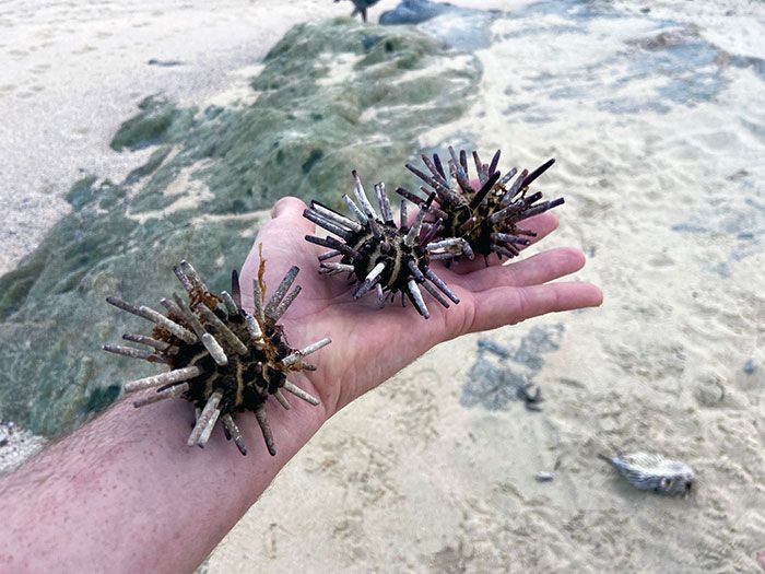 j’ai trouvé trois covidés à la plage aujourd’hui