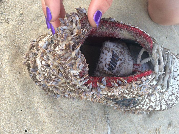 cette chaussure que nous avons trouvée échouée sur la plage couverte de pipis vivants