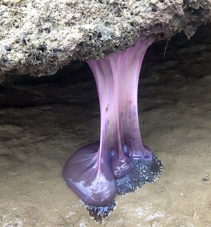 Les plages de Thaïlande n’ont généralement pas de choses violettes et extensibles. Il y a environ 75-80 cm entre le sable mouillé et la paroi rocheuse au-dessus. Ma meilleure hypothèse est une anémone de mer à marée basse.