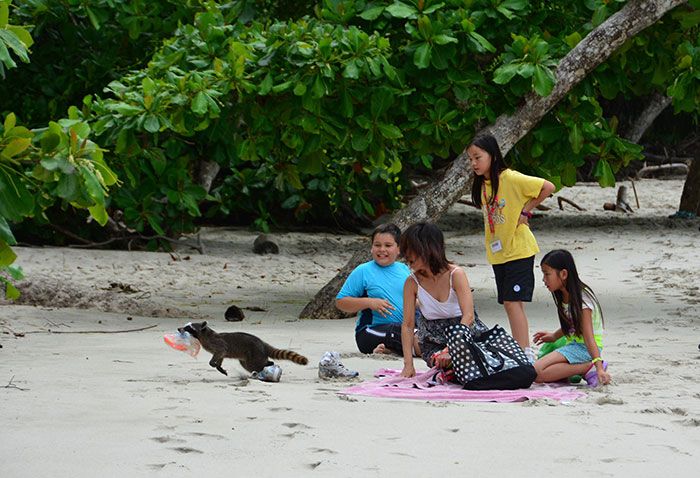 un voleur masqué dérobe un sac sur la plage au costa rica