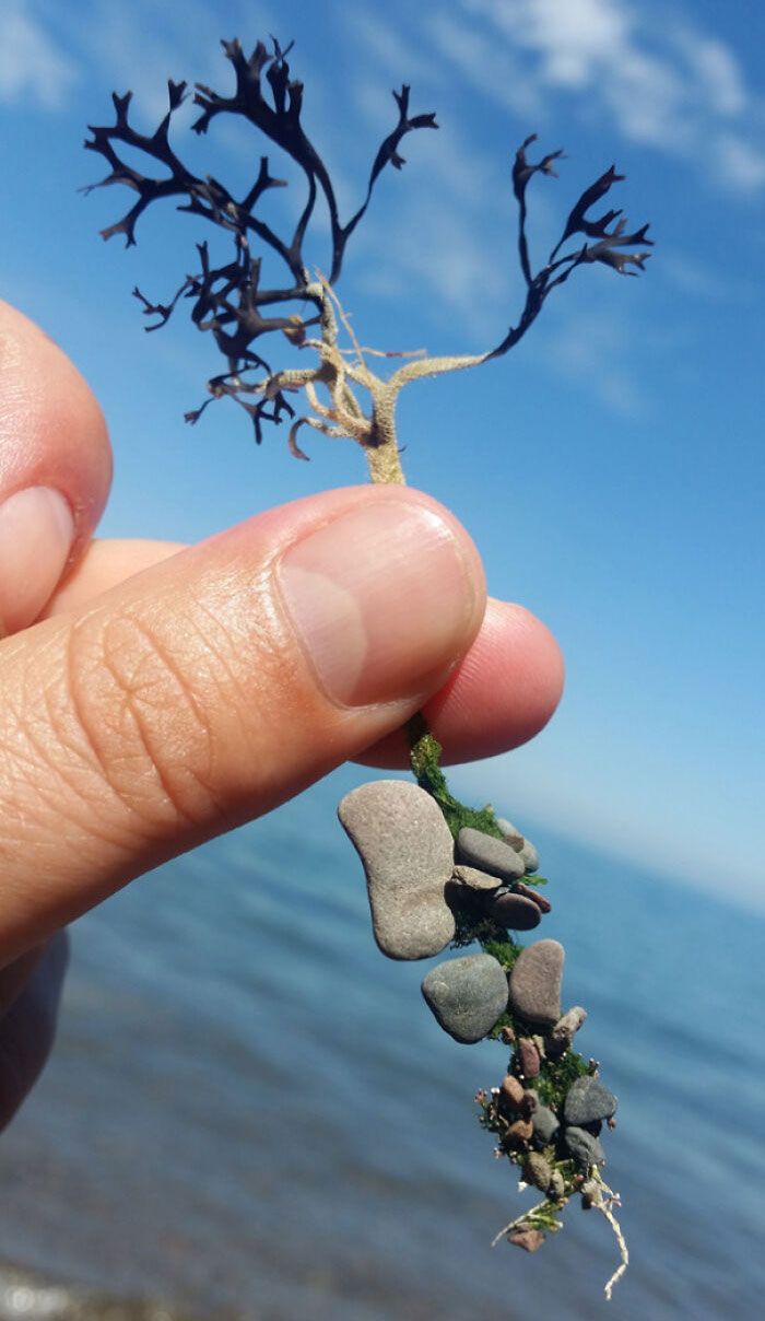 J’ai trouvé une sorte de plante aquatique sur la plage avec des petites pierres attachées à ses racines.