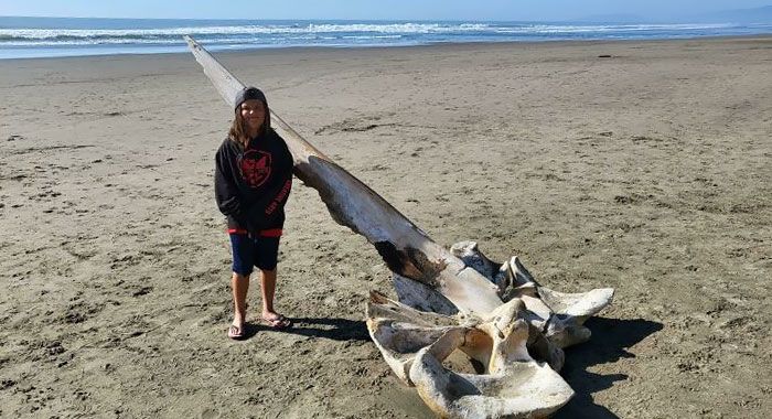 Mon fils et moi sommes passés devant le crâne échoué d’une baleine à bosse aujourd’hui à Ocean Beach, à San Francisco.