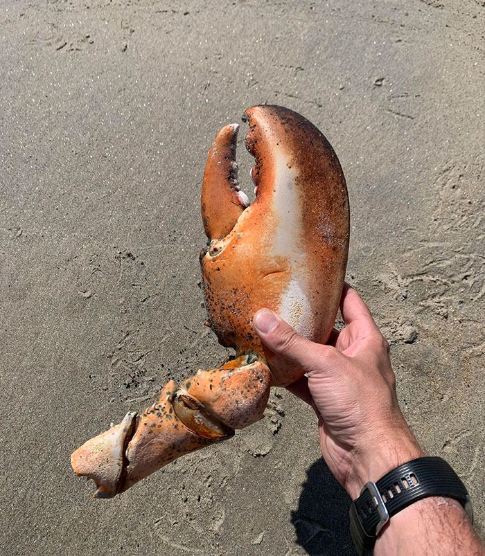 J’ai trouvé cette bête pince de homard sur la plage.