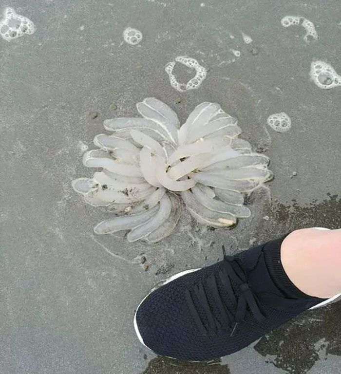 J’ai trouvé ça en faisant du beach combing dans la péninsule olympique. Je n’ai jamais rien vu de tel.