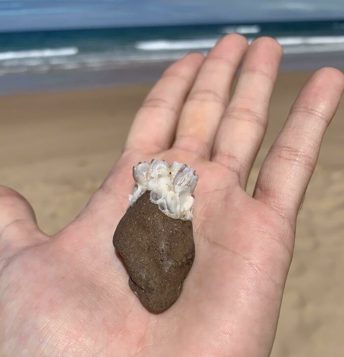 rocher en forme de cœur avec des artères de corail trouvé à la plage