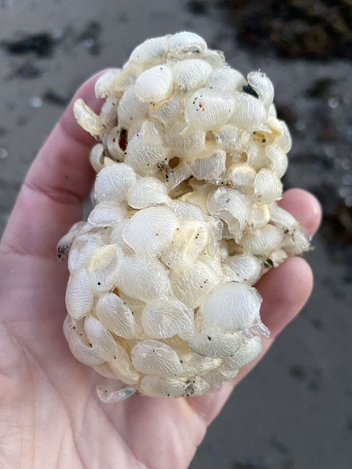 Des choses étrangement creuses en forme de lentille collées les unes aux autres sans motif. Trouvées sur une plage, sur la côte ouest des Highlands écossais.