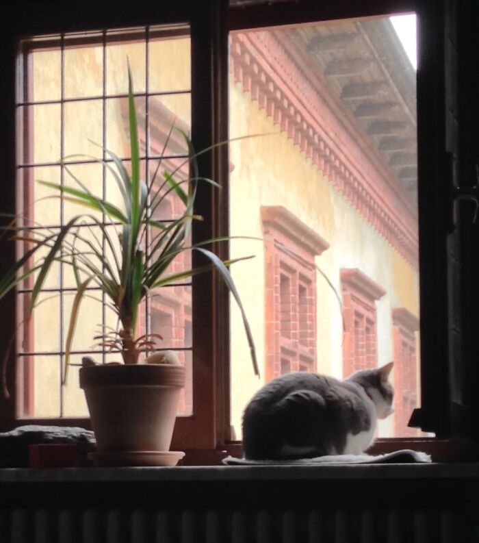mon chat nena regarde par la fenêtre de notre appartement dans le nord de l’italie