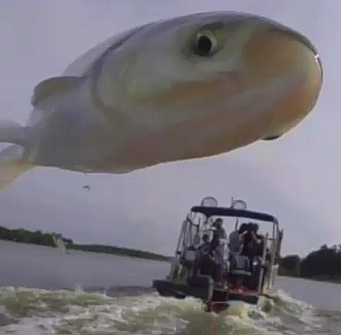 un poisson saute juste devant l’appareil photo et crée une photo amusante