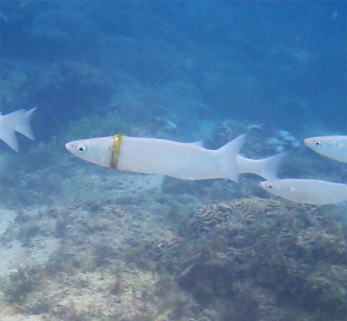 Un plongeur en apnée trouve une alliance perdue enroulée autour d’un poisson mulet au large de l’île de Norfolk.