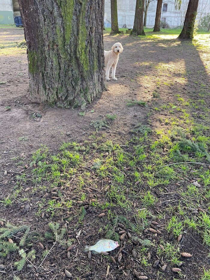 Ce poisson vient de tomber du ciel au parc pour chiens – il a été déposé à mes pieds par un aigle à tête blanche.