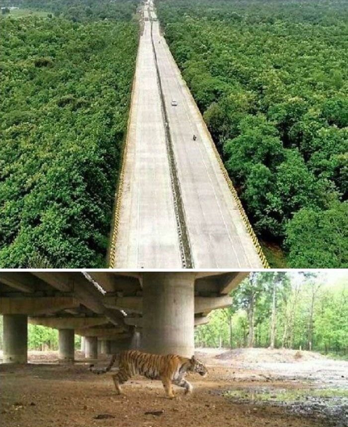 L’Inde a construit une autoroute surélevée de 16 km de long pour permettre aux animaux sauvages de passer en dessous.