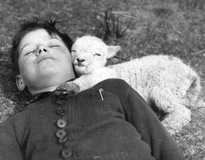 un petit agneau se blottit contre un garçon endormi, 16 mars 1940