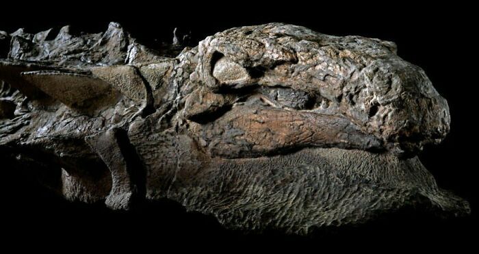 ce n’est pas un fossile de dinosaure, c’est une momie