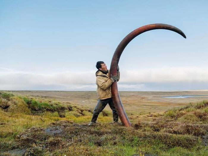 imagine à quel point ce mammouth devait être énorme et métallique… défense d’un mammouth laineux en Sibérie