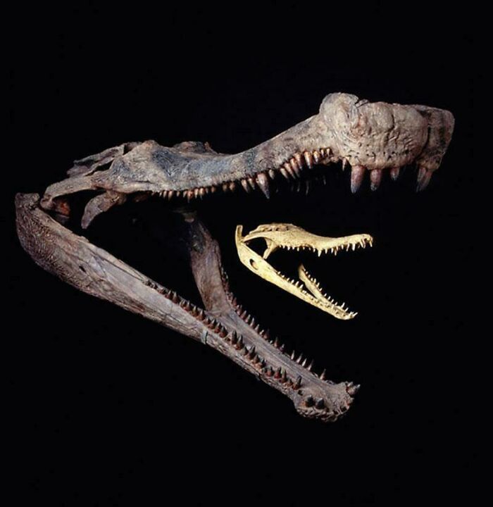 une comparaison entre le crâne d’un sarcosuchus et d’un crocodile du nil