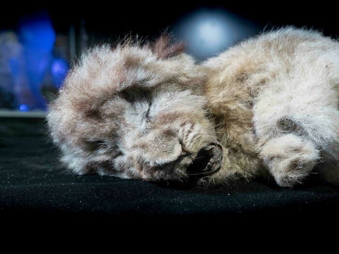 Il y a environ 26 000 ans, ce lionceau a été abandonné dans une grotte sibérienne par sa mère qui est soit partie chasser, soit a été tuée pour ne jamais revenir.